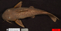 Synodontis gobroni, :