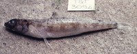 Synodus macrocephalus, :