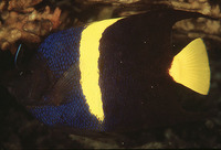 Pomacanthus asfur, Arabian angelfish: aquarium