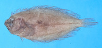 Pseudorhombus oligodon, Roughscale flounder: fisheries