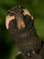 Deilephila porcellus - Small Elephant Hawk-moth