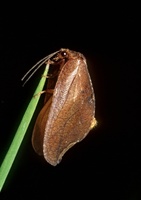 Drepanepteryx phalaenoides