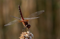 Sympetrum flaveolum - Yellow-winged Darter