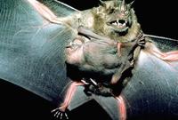 Image of: Artibeus jamaicensis (Jamaican fruit-eating bat)
