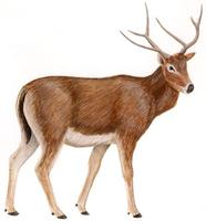 Image of: Elaphurus davidianus (Pere David's deer)