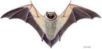 Image of: Lasiurus cinereus (hoary bat)