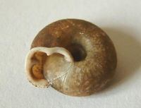 Causa holosericea