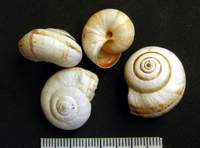 Xerosecta cespitum