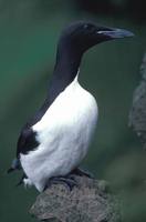 Uria lomvia - Brünnich's Guillemot