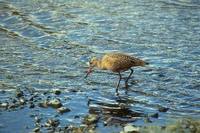 Limosa fedoa - Marbled Godwit