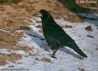 Corvus frugilegus - Rook