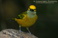 Tangara icterocephala - Silver-throated Tanager