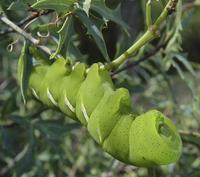 Image of: Sphingidae (hawk moths, hornworms, and sphinx moths)