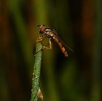 Image of: Syrphidae (flower flies and syrphid flies)