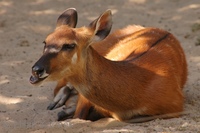 Tragelaphus spekei - Sitatunga