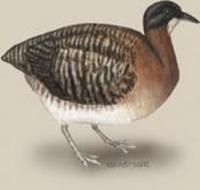 Image of: Crypturellus variegatus (variegated tinamou)