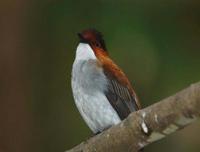 Image of: Hemixos flavala (ashy bulbul)