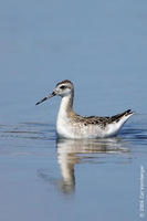 Image of: Phalaropus tricolor (Wilson's phalarope)