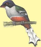 Image of: Priotelus temnurus (Cuban trogon)