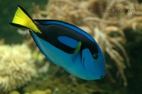 Paracanthurus hepatus - Blue Surgeonfish