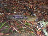 Image of: Ariolimax columbianus (banana slug)