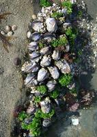Image of: Mytilus californianus (California mussel)
