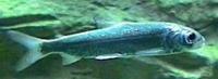 Image of: Coregonus hoyi (bloater)