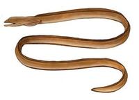 Image of: Strophidon sathete (giant slender moray)