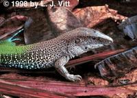 Image of: Ameiva ameiva (giant ameiva)