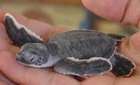 Image of: Chelonia mydas (green sea turtle)