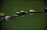 Trachemys scripta elegans - Red-eared Turtle