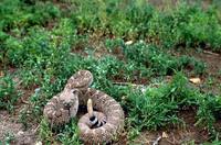 Crotalus atrox - Western Diamondback Rattlesnake