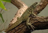 Hydrosaurus pustulatus - Crested Lizard