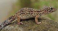 Eublepharis macularius - Leopard Gecko