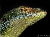 Varanus mertensi - Mertens's Water Monitor