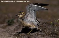 Eurasian Dotterel - Charadrius morinellus