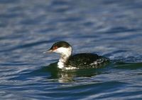 Horned Grebe - Podiceps auritus