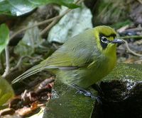 Bonin White-eye - Apalopteron familiare