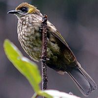 Spot-necked Bulbul - Pycnonotus tympanistrigus