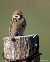 Eurasian Tree Sparrow - Passer montanus