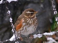 Redwing - Turdus iliacus