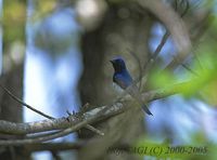 Blue-and-white Flycatcher - Cyanoptila cyanomelana