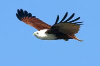 Brahminy Kite