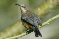 Eastern Spinebill