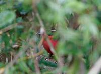 Rosy Thrush-Tanager (Rhodinocichla rosea) photo