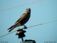 Brown Falcon - Falco berigora
