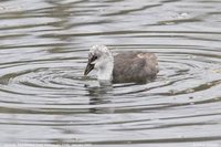 Red-fronted Coot - Fulica rufifrons