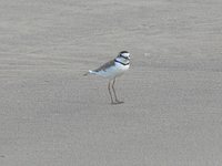 Collared Plover - Charadrius collaris