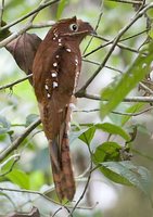 Rufous Potoo - Nyctibius bracteatus