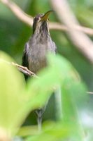 Scale-throated Hermit - Phaethornis eurynome